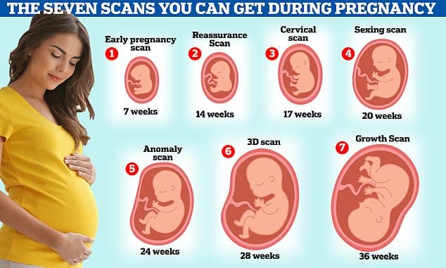 Understanding the Stages of Pregnancy